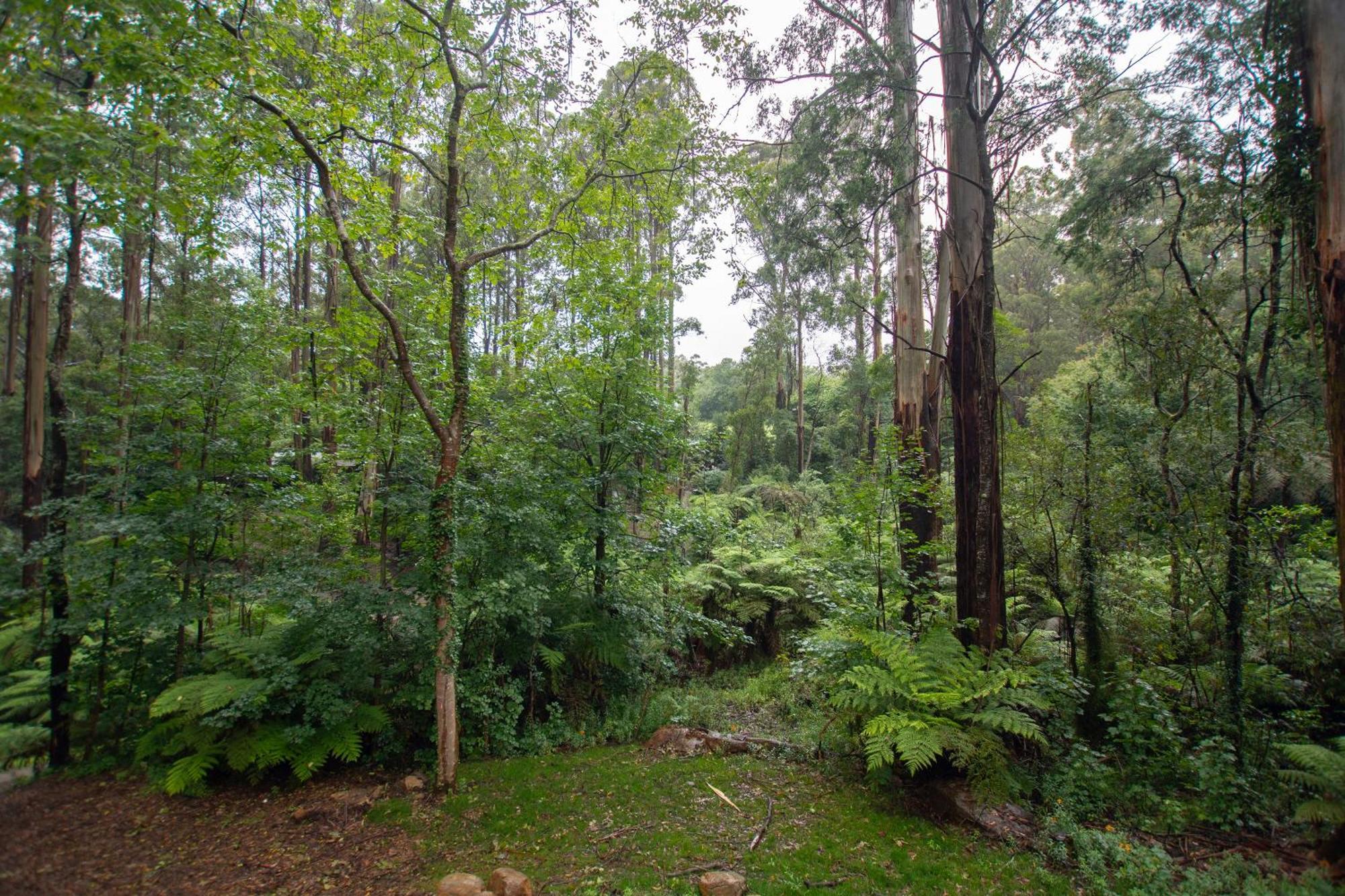 מאונט דנדנונג The Fernglen Forest Retreat מראה חיצוני תמונה