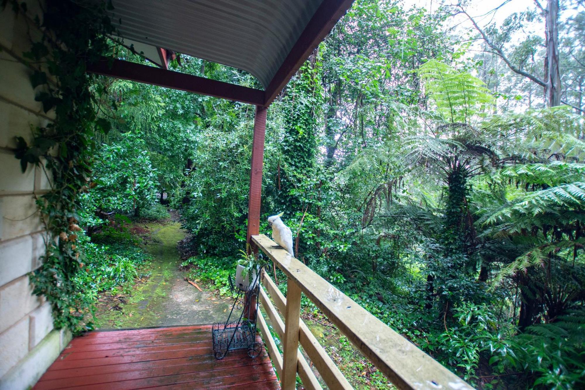 מאונט דנדנונג The Fernglen Forest Retreat מראה חיצוני תמונה