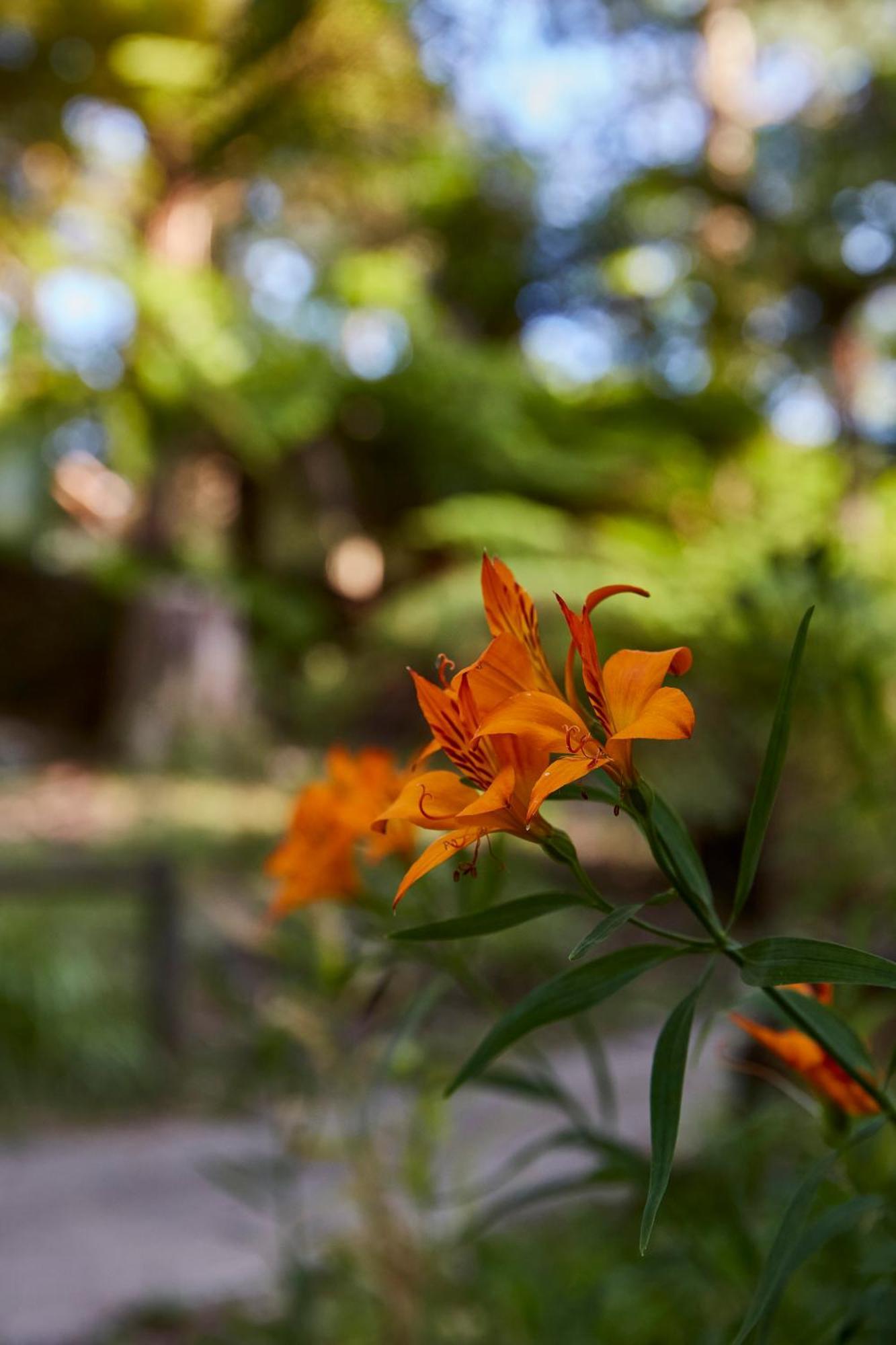 מאונט דנדנונג The Fernglen Forest Retreat מראה חיצוני תמונה